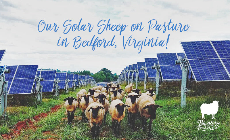 Solar Sheep on Pasture in Bedford, Virginia!