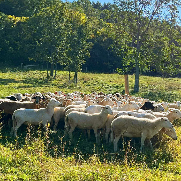 Blue Ridge Lamb and Wool - Akenhead Farm in Bedford County, Virginia - pastured sheep