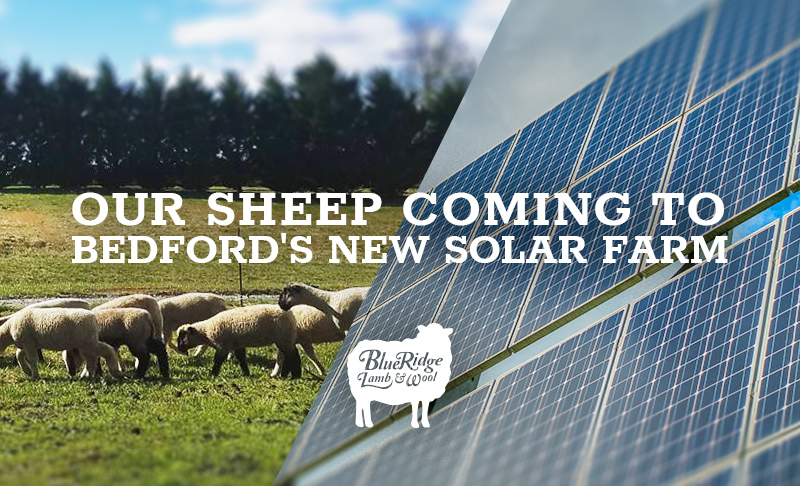Our Sheep Coming to Bedford’s New Solar Farm